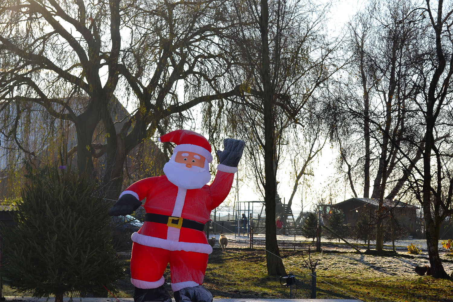 Nordmann Excellent kerstbomen Roelofarendsveen