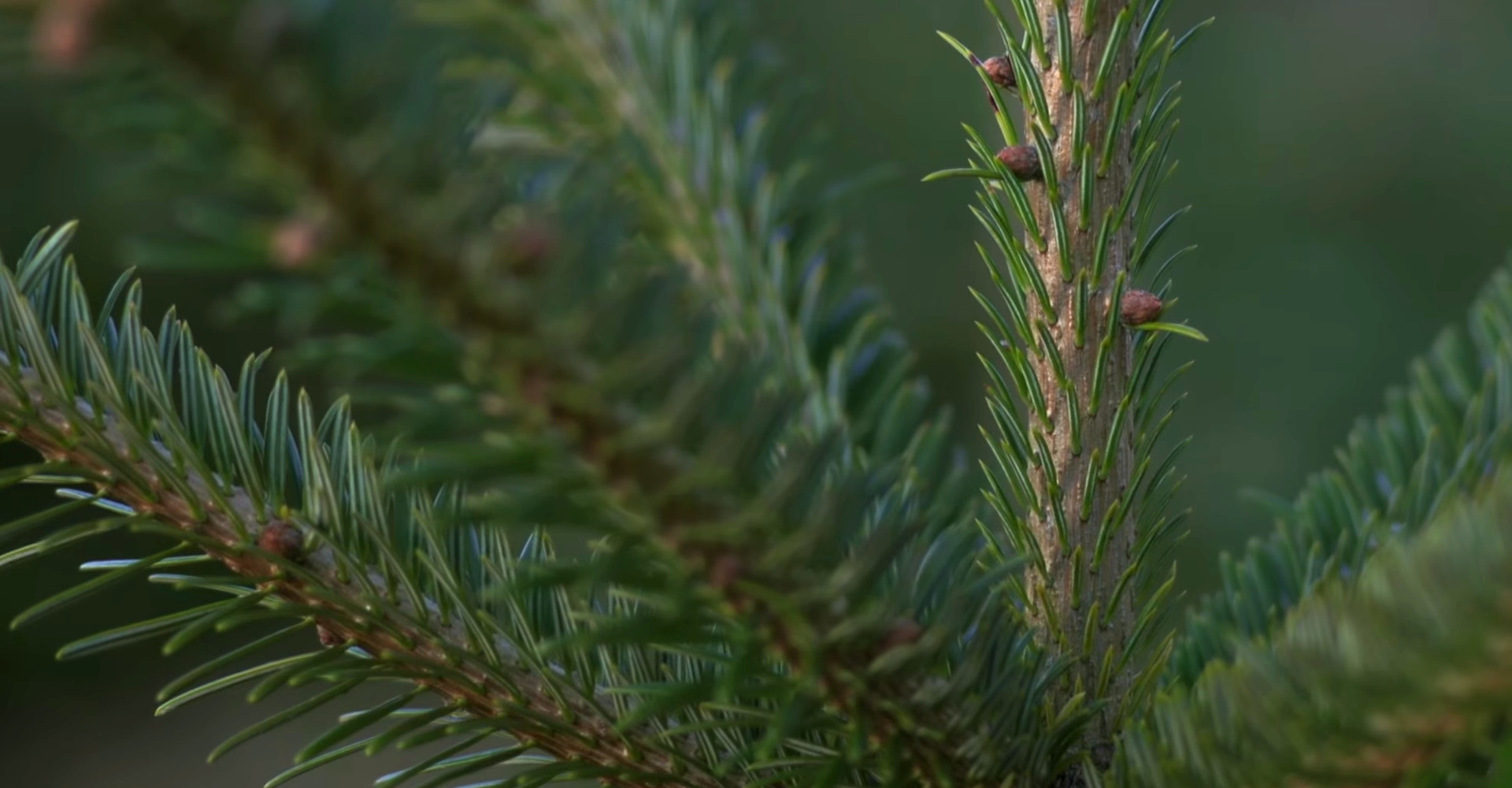 De mooiste Nordmann Excellent kerstbomen in Roelofarendsveen vanaf € 15,-